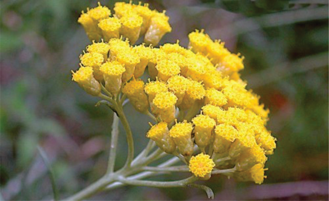 Helichrysum